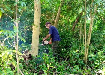 Experto en el desmonte, como en el corte de madera en bolos para aserrío o el corte rollizo para las casas de tabaco