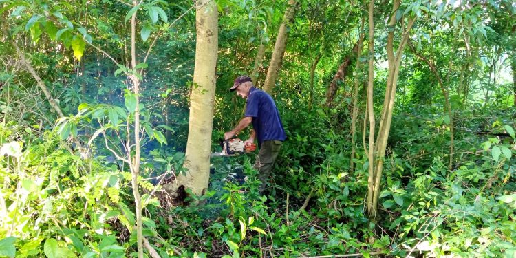 Experto en el desmonte, como en el corte de madera en bolos para aserrío o el corte rollizo para las casas de tabaco