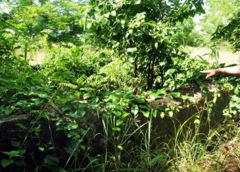 Perdido entre hierba y marabú, apenas puede divisarse el brocal del pozo