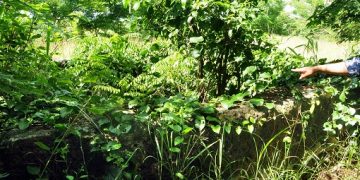 Perdido entre hierba y marabú, apenas puede divisarse el brocal del pozo