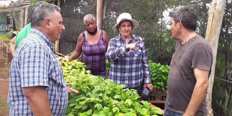 Por alimentos en plazos más cortos