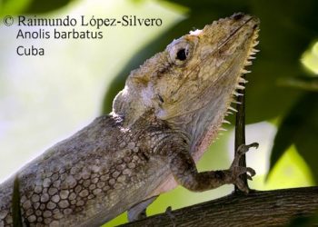 Anolis barbatus: una especie endémica de la Sierra del Rosario