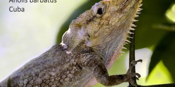 Anolis barbatus: una especie endémica de la Sierra del Rosario