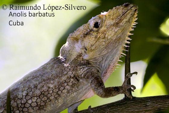Anolis barbatus: una especie endémica de la Sierra del Rosario