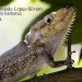 Anolis barbatus: una especie endémica de la Sierra del Rosario