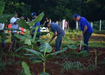 El presidente cubano Miguel Díaz-Canel Bermúdez participa junto a jóvenes de diversos sectores, en labores productivas, como parte de las actividades en saludo al 26 de julio / Foto Omara García