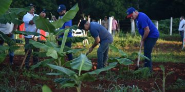 El presidente cubano Miguel Díaz-Canel Bermúdez participa junto a jóvenes de diversos sectores, en labores productivas, como parte de las actividades en saludo al 26 de julio / Foto Omara García
