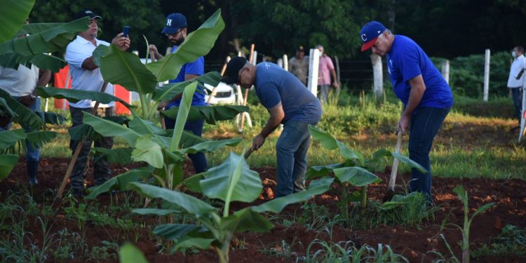 El presidente cubano Miguel Díaz-Canel Bermúdez participa junto a jóvenes de diversos sectores, en labores productivas, como parte de las actividades en saludo al 26 de julio / Foto Omara García