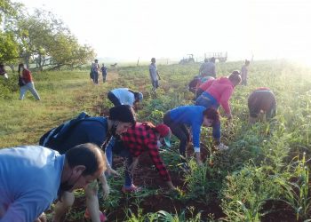 Los bríos de su juventud los volcaron este domingo en varios organopónicos del territorio