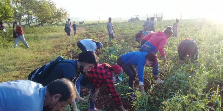 Los bríos de su juventud los volcaron este domingo en varios organopónicos del territorio