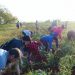 Los bríos de su juventud los volcaron este domingo en varios organopónicos del territorio