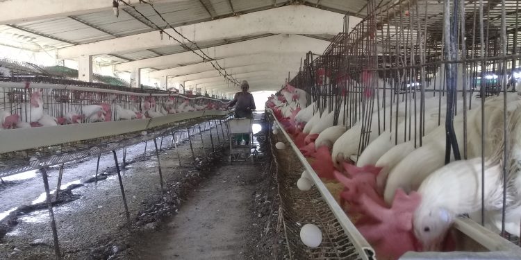 granja-avicola