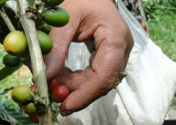 La diversificación no entraña una renuncia a cosechar cada vez más café