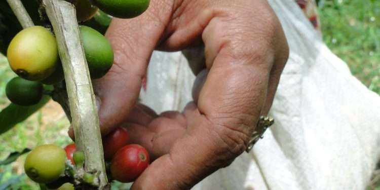 La diversificación no entraña una renuncia a cosechar cada vez más café