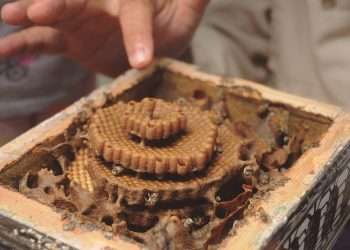 Miel de la tierra / Foto: Otoniel Márquez