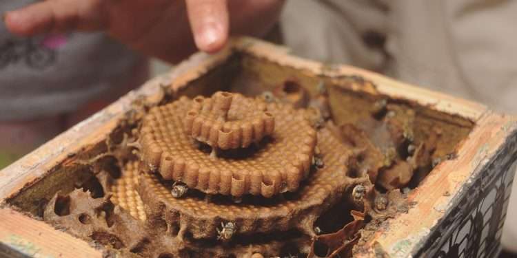 Miel de la tierra / Foto: Otoniel Márquez