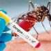 Amenaza el Aedes aegypti otra vez