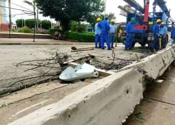 Artemisa en fase recuperativa