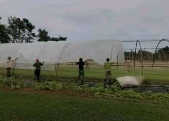 Pese a embates de Ian, la campaña tabacalera en Artemisa avanza