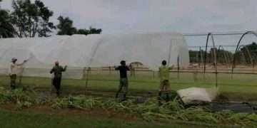 Pese a embates de Ian, la campaña tabacalera en Artemisa avanza