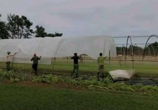 Pese a embates de Ian, la campaña tabacalera en Artemisa avanza