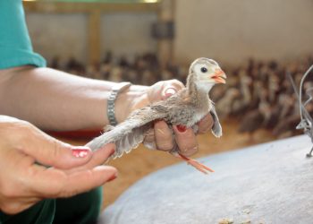 En la UEB Michurin comenzarán a cebar guineos. Estos tienen 20 días de nacidos
