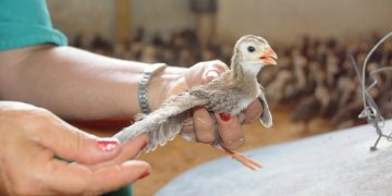 En la UEB Michurin comenzarán a cebar guineos. Estos tienen 20 días de nacidos