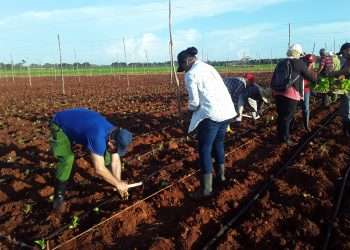 Aporte voluntario a la siembra de tabaco en Alquízar