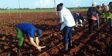 Aporte voluntario a la siembra de tabaco en Alquízar