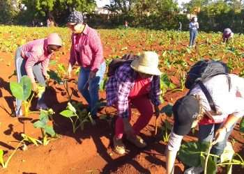 Precisamente en Güira de Melena, mientras el camión llegaba a la tierra del tabaco, los artemiseños emprendieron el escarde de pepino y malanga