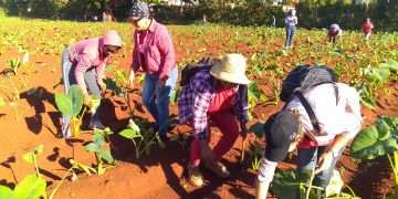 Precisamente en Güira de Melena, mientras el camión llegaba a la tierra del tabaco, los artemiseños emprendieron el escarde de pepino y malanga