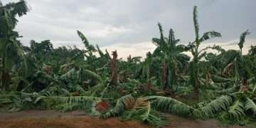 Unas 8 000 hectáreas de cultivos afectadas en Artemisa