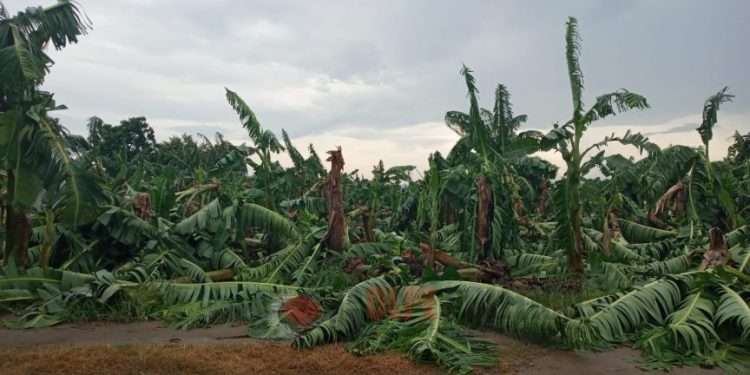 Unas 8 000 hectáreas de cultivos afectadas en Artemisa
