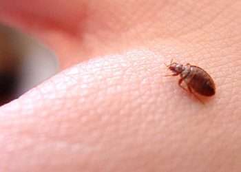 Brote de chinche en Artemisa