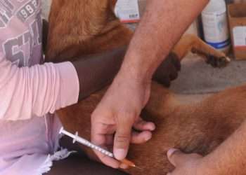 ¡Hay rabia!: prevenir con hechos y no miedo