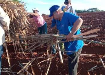 Jornada nacional de Trabajo Voluntario en la UBPC Rigoberto Corcho, de Artemisa