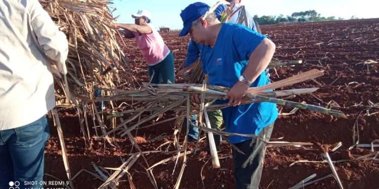 Jornada nacional de Trabajo Voluntario en la UBPC Rigoberto Corcho, de Artemisa