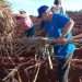 Jornada nacional de Trabajo Voluntario en la UBPC Rigoberto Corcho, de Artemisa