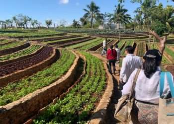 Finca Marta, Caimito