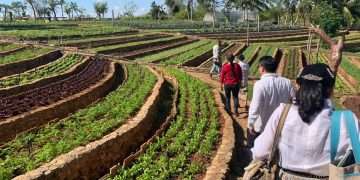 Finca Marta, Caimito