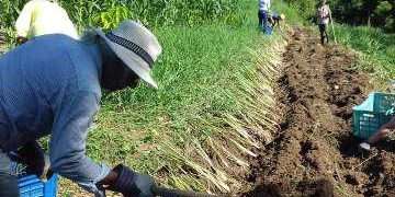 Un viaje a las fincas la Caléndula y Tungasuk