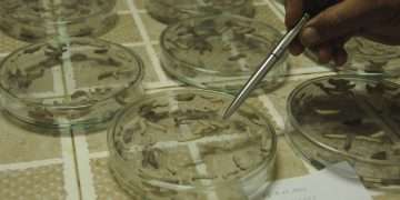 bioplaguicidas-agricultura