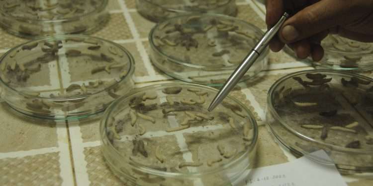 bioplaguicidas-agricultura