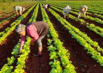 El día para ellas inicia cuando aún el astro rey no ha calentado las tierras