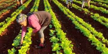 El día para ellas inicia cuando aún el astro rey no ha calentado las tierras
