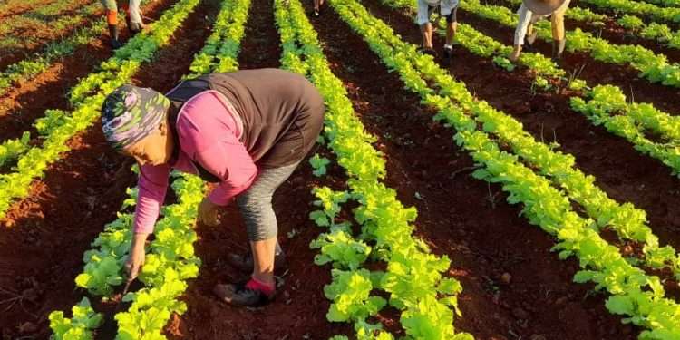 El día para ellas inicia cuando aún el astro rey no ha calentado las tierras