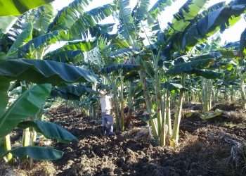 Agricultura marieleña da primeros pasos en la bancarización