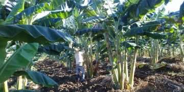 Agricultura marieleña da primeros pasos en la bancarización