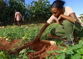 Artemisa sigue en sus 13