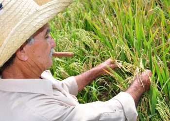 producción-arrocera